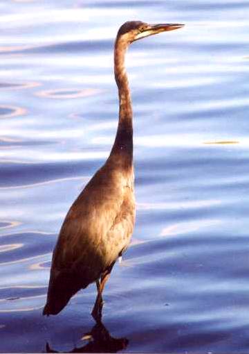 Great Blue Heron (Charles River Greenway)